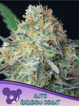 Samen 3x Rainbow Donut Automatik Anesia Seeds